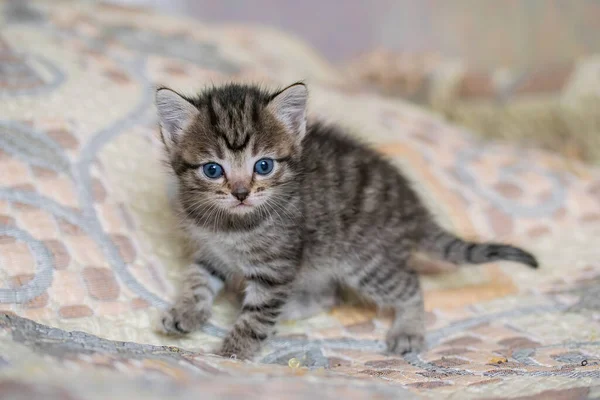 Pouco Tabby Gatinho Doméstico Casa Uma Planície — Fotografia de Stock