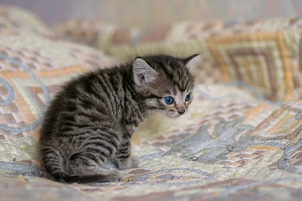 Ekoseli bir evde küçük bir tekir kedicik..