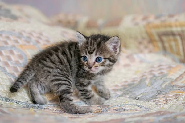 Kleine Gestromte Hauskatze Hause Auf Einem Plaid — Stockfoto