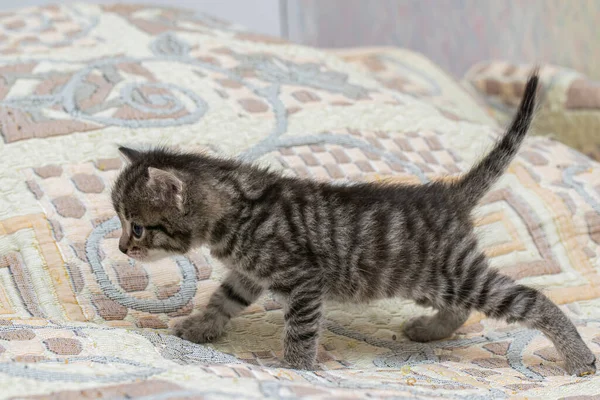 Little Tabby Domestic Kitten Home Plaid — Stock Photo, Image