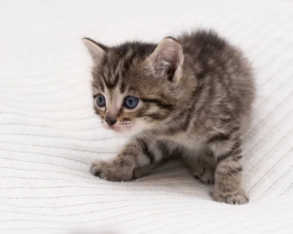 Little Tabby Domestic Kitten Home Plaid — Stock Photo, Image