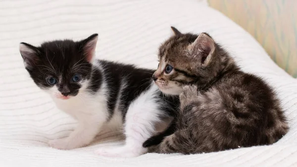 Dwa Małe Kotki Domowe Domu Kratę — Zdjęcie stockowe