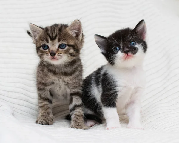 Ekoseli evde iki küçük tekir kedicik..