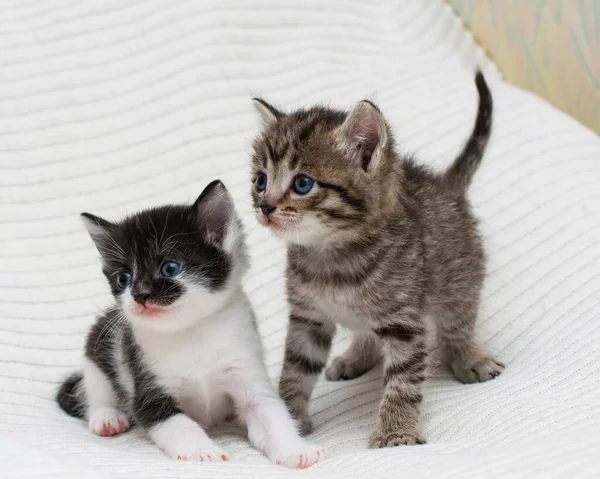 Two Little Tabby Domestic Kitten Home Plaid — Stock Photo, Image