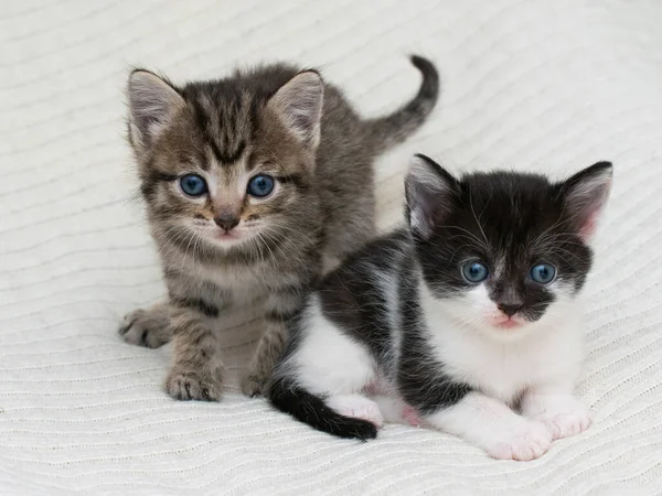 Ekoseli evde iki küçük tekir kedicik..