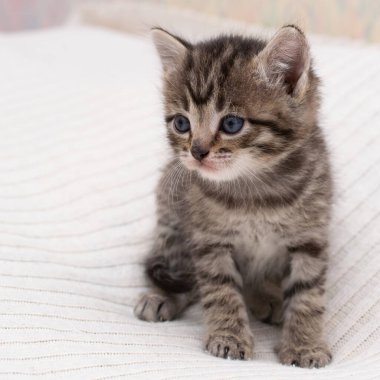 Ekoseli bir evde küçük bir tekir kedicik..