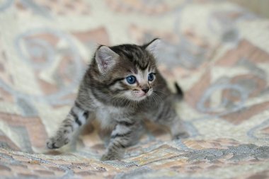 Ekoseli bir evde küçük bir tekir kedicik..