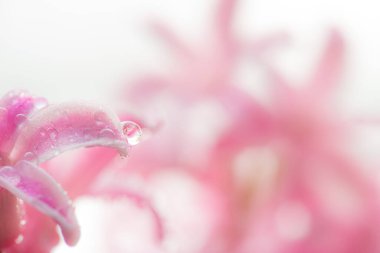 Pembe çiçekli sümbül yağmurdan sonra bulanık bir zeminde damlıyor..