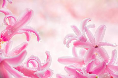 Pembe çiçekli sümbül yağmurdan sonra bulanık bir zeminde damlıyor..