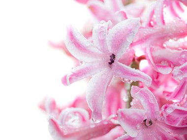 Beyaz arkaplanda yalıtılmış yağmurdan sonra çiçek pembe sümbülü rengi.