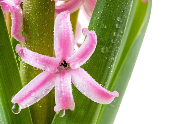 Pembe Çiçekli Sümbül Beyaz Arka Planda Izole Edilmiş Yağmurdan Sonra — Stok fotoğraf