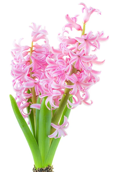 Çiçek Sümbülü Pembe Renk Beyaz Zemin Üzerinde Izole — Stok fotoğraf