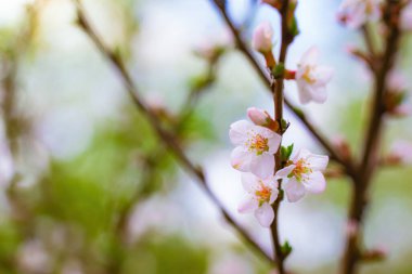 Güneşli bir günde baharda, beyaz çiçekli bir ağacın dalına..