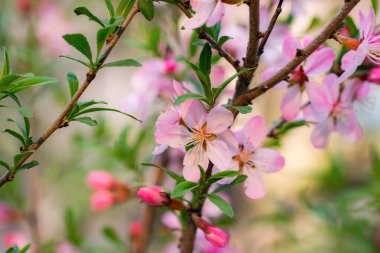 Bahar çiçekli pembe badem yakın plan.