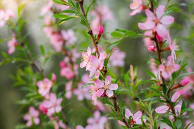 Bahar çiçekli pembe badem yakın plan.