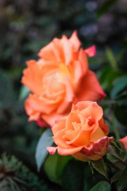 Turuncu gül çiçeği, yeşil bulanık arkaplanı kapatır..