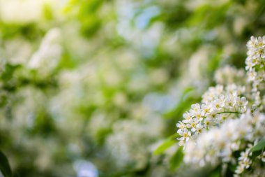 Güneşli bir bahar gününde, beyaz çiçeklerin içinde çiçek açan kuş kirazı dalları..