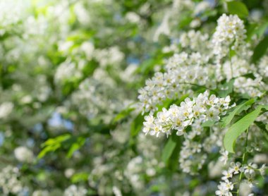 Güneşli bir bahar gününde, beyaz çiçeklerin içinde çiçek açan kuş kirazı dalları..