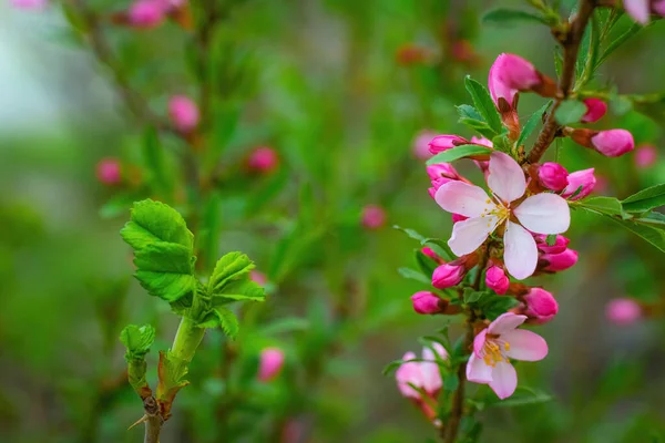 Vårblommande Rosa Mandel Närbild — Stockfoto