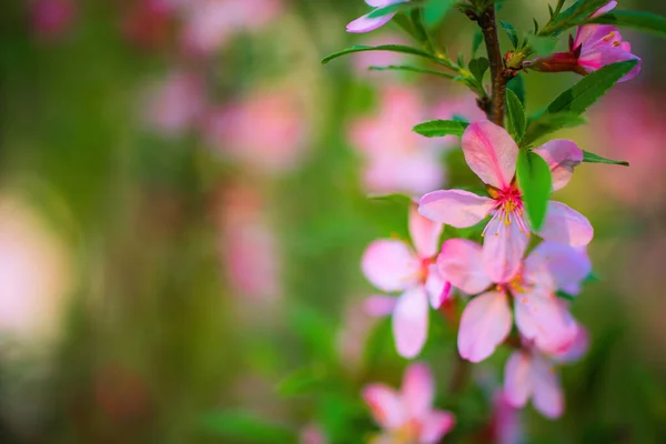 Spring Flowering Pink Almond Closeup — Stock Photo, Image