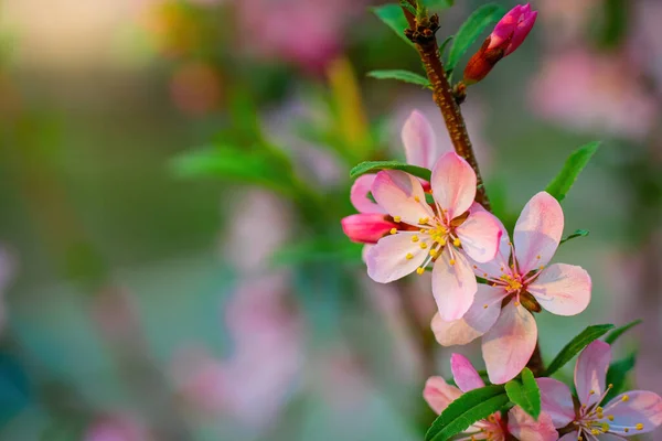 Wiosna Kwitnący Różowy Migdały Zbliżenie — Zdjęcie stockowe