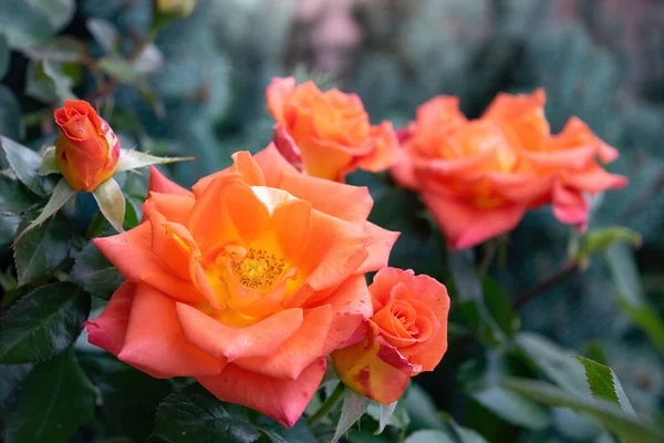 Rosa Naranja Flor Cerca Sobre Fondo Borroso Verde — Foto de Stock