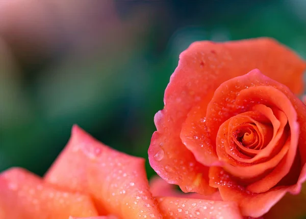 橘红色的玫瑰在绿色模糊的背景上紧密相连 — 图库照片