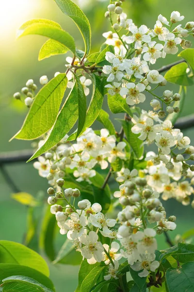 Branch Flowering Bird Cherry White Flowers Spring Sunny Day — Stock Photo, Image