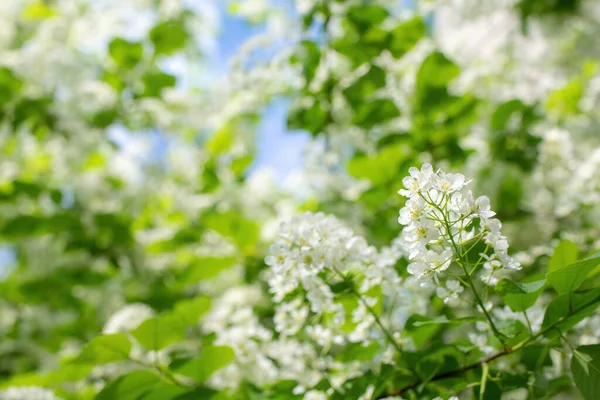 Rama Flor Cerezo Pájaro Flores Blancas Día Soleado Primavera —  Fotos de Stock