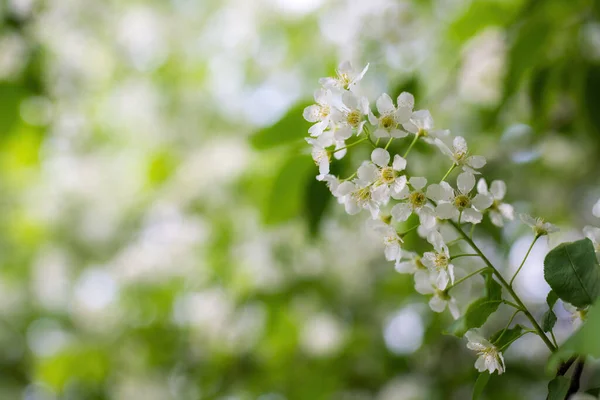 Větev Kvetoucího Ptáka Třešeň Bílých Květinách Jaře Slunečný Den — Stock fotografie