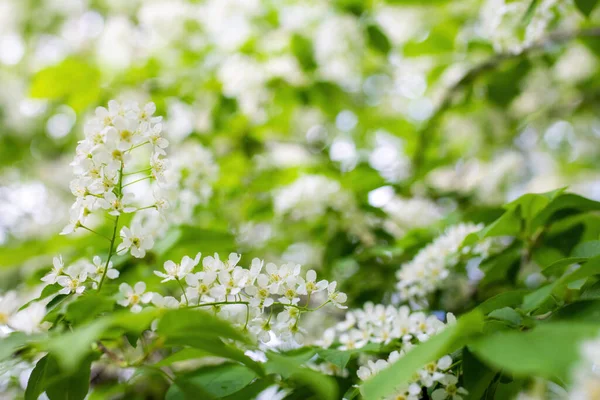 春の晴れた日に白い花に咲く鳥の桜の枝 — ストック写真