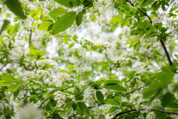 Ramo Cereja Pássaro Florescente Flores Brancas Dia Ensolarado Primavera — Fotografia de Stock