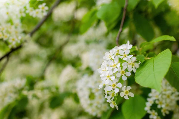 Ramo Cereja Pássaro Florescente Flores Brancas Dia Ensolarado Primavera — Fotografia de Stock