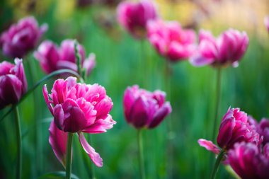 Kırmızı tarla çiçeği lalesi bir yaz günü batan güneşin ışınlarına karşı.