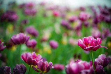 Mor tarla çiçeği lalesi bir yaz günü batan güneşin ışınlarına karşı.