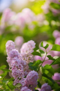 Güneşli bir günde açan mor leylak dalı bulanık bir arkaplanı kapatır..