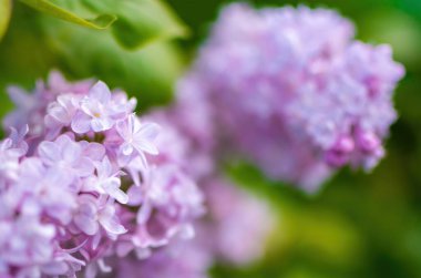 Güneşli bir günde açan mor leylak dalı bulanık bir arkaplanı kapatır..