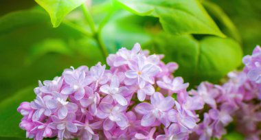 Güneşli bir günde açan mor leylak dalı bulanık bir arkaplanı kapatır..