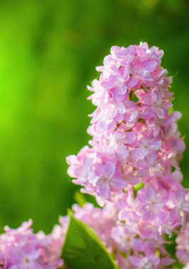 Güneşli bir günde açan mor leylak dalı bulanık bir arkaplanı kapatır..
