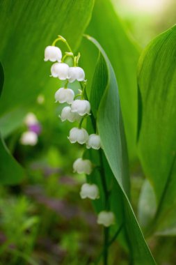 Yeşil, bulanık bir arka planda, vadinin bahar çiçekli zambağı..