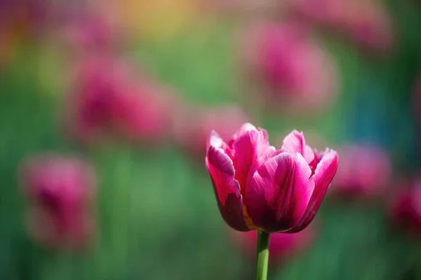 Pole Czerwony Kwiat Tulipan Przeciwko Promieniom Zachodzącego Słońca Letni Dzień — Zdjęcie stockowe