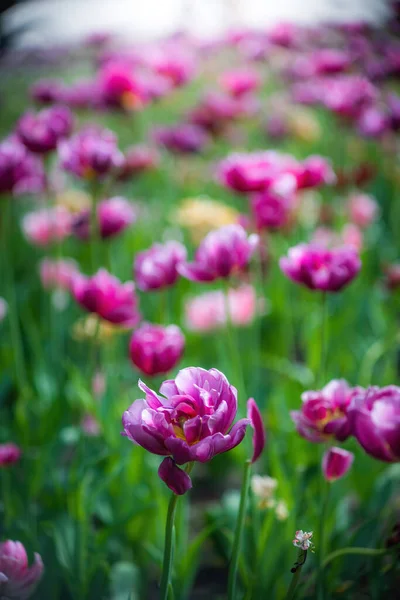 Pole Fioletowy Kwiat Tulipan Przeciwko Promieniom Zachodzącego Słońca Letni Dzień — Zdjęcie stockowe