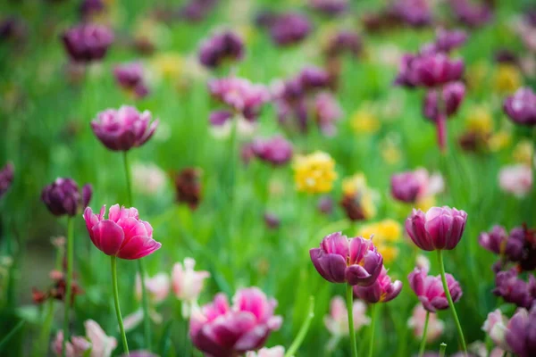 Pole Fioletowy Kwiat Tulipan Przeciwko Promieniom Zachodzącego Słońca Letni Dzień — Zdjęcie stockowe