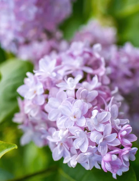 Güneşli bir günde açan mor leylak dalı bulanık bir arkaplanı kapatır..