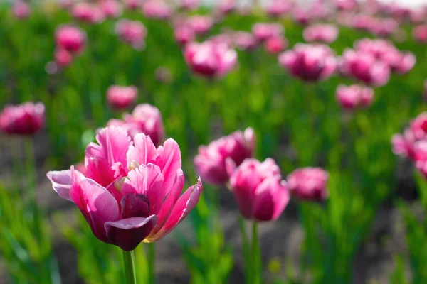Pole Różowy Kwiat Tulipan Przeciwko Promieniom Zachodzącego Słońca Letni Dzień — Zdjęcie stockowe