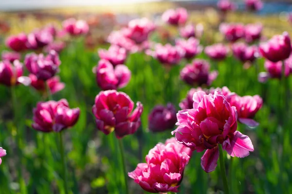 Pole Różowy Kwiat Tulipan Przeciwko Promieniom Zachodzącego Słońca Letni Dzień — Zdjęcie stockowe