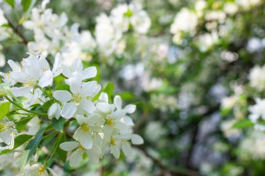 Çiçek açan bir elma ağacının dalları gökyüzüne karşı beyaz çiçekler içinde