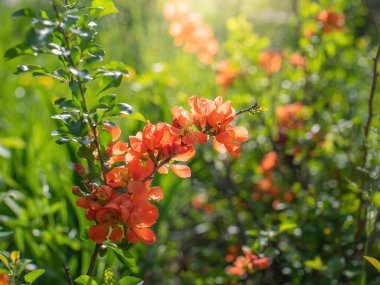 Çiçekli Japon ayva çiçekleri ilkbahar günü kapanıyor.