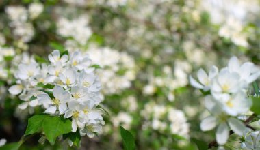 Çiçek açan bir elma ağacının dalları gökyüzüne karşı beyaz çiçekler içinde