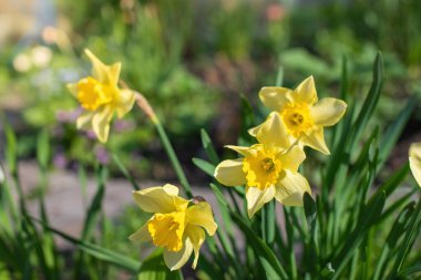 Bahar çiçeği sarı narsisli bahçeye yakın çekim